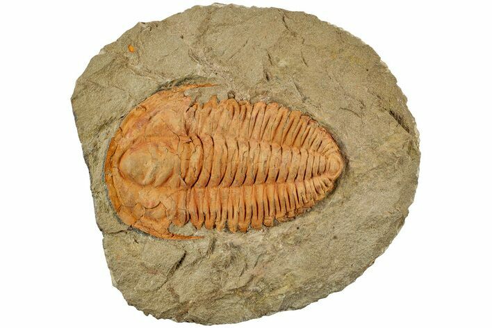 Middle Cambrian Hamatolenus Trilobite - Tinjdad, Morocco #233475